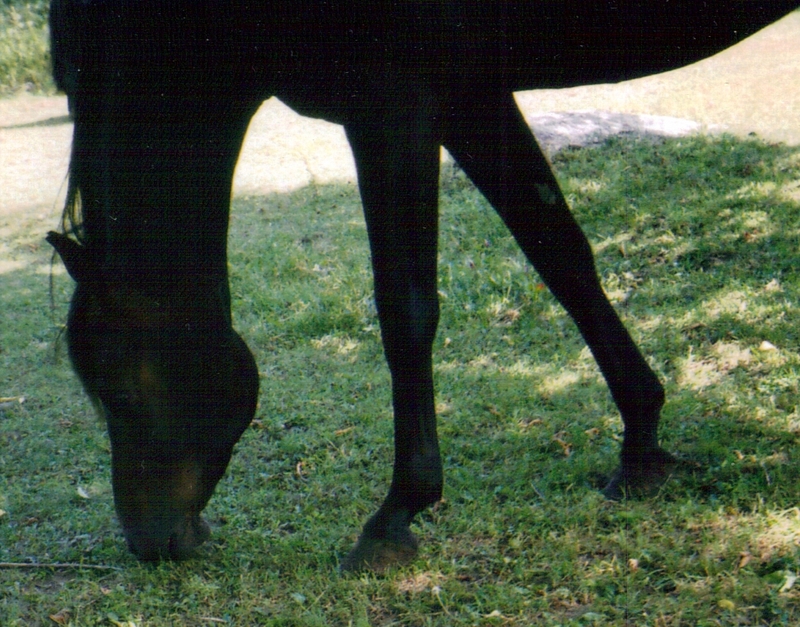 a dark bay arabian gelding, Sheik; DISPLAY FULL IMAGE.