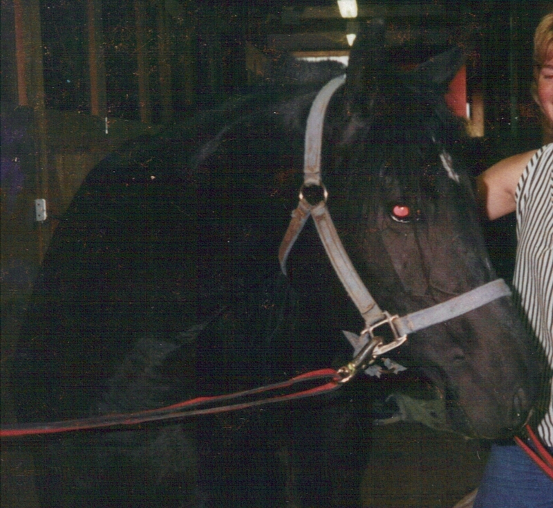 A black arabian mare, Sweet Jorja Black; DISPLAY FULL IMAGE.