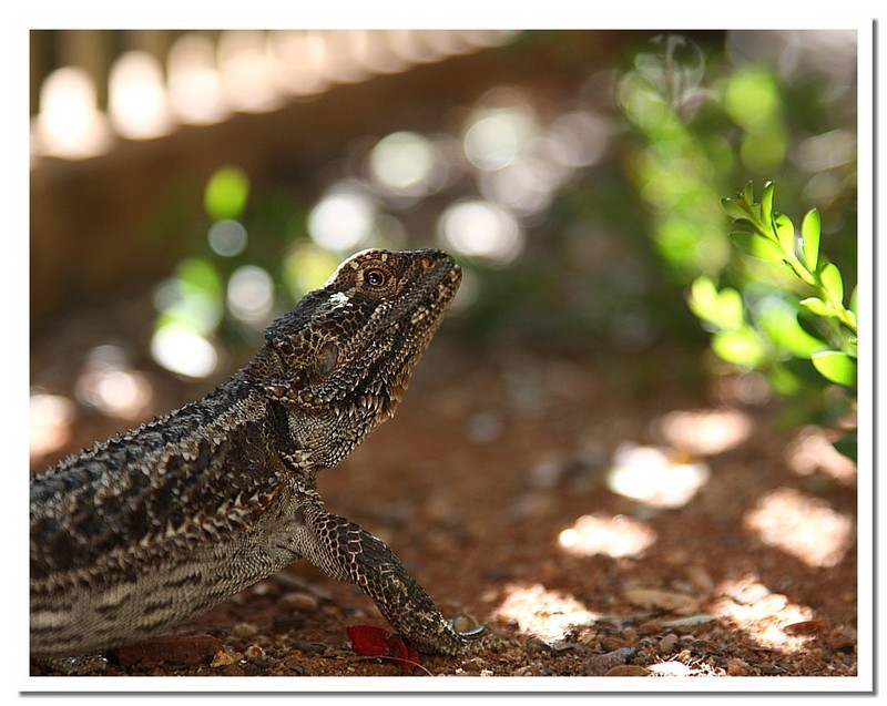 bearded dragon 2; DISPLAY FULL IMAGE.