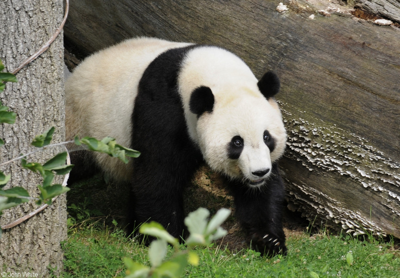 Giant Panda (Ailuropoda melanoleuca); DISPLAY FULL IMAGE.