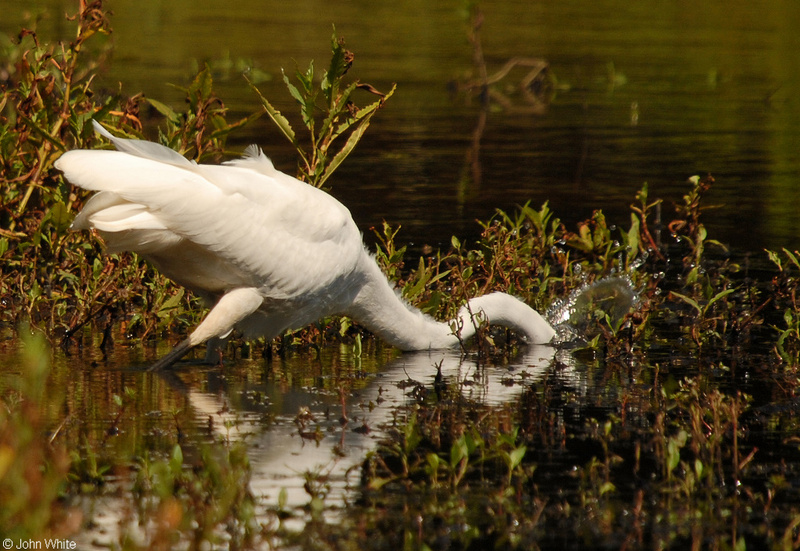 Great Egret (Ardea alba); DISPLAY FULL IMAGE.