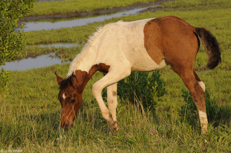 Wild Assateague Island Pony (Equus caballus); DISPLAY FULL IMAGE.