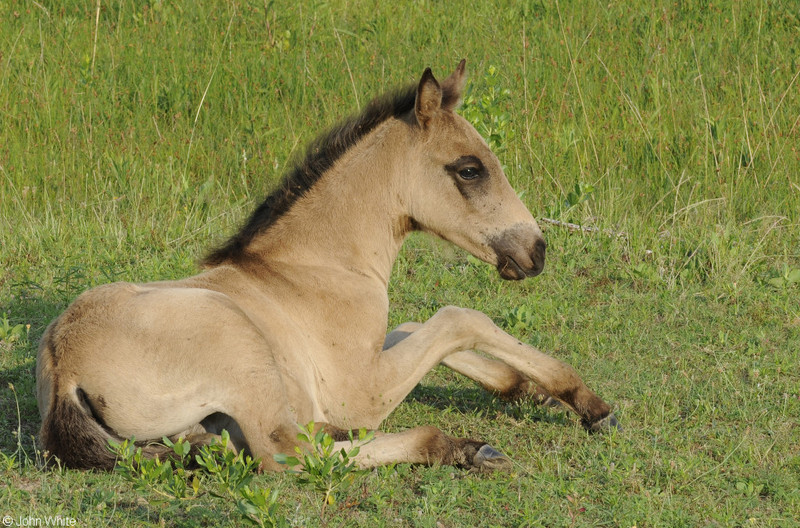 Wild Assateague Island Pony (Equus caballus); DISPLAY FULL IMAGE.