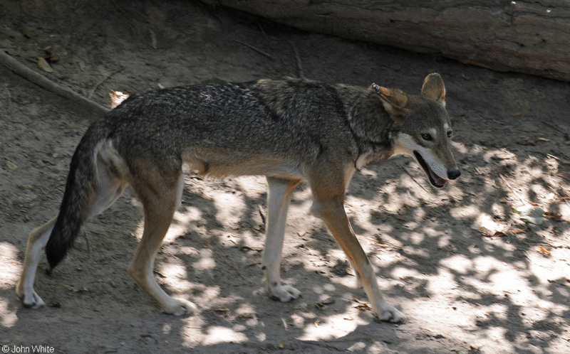 Red Wolf (Canis rufus); DISPLAY FULL IMAGE.
