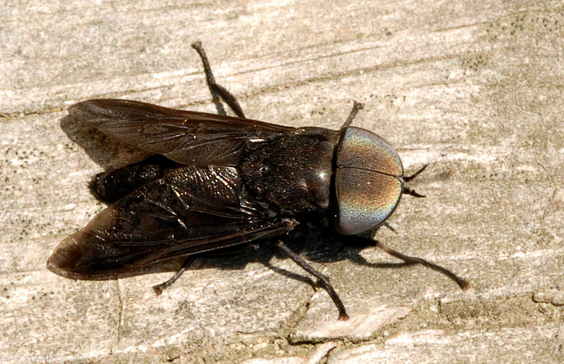 Black Horse Fly (Tabanus atratus); DISPLAY FULL IMAGE.