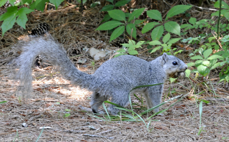 Delmarva Peninsula Fox Squirrel (Sciurus niger cinereus); DISPLAY FULL IMAGE.