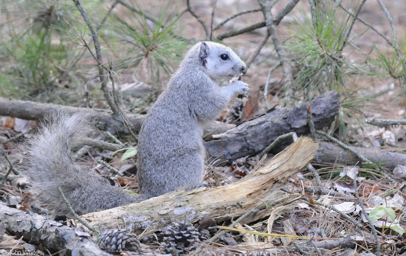 Delmarva Peninsula Fox Squirrel (Sciurus niger cinereus); DISPLAY FULL IMAGE.