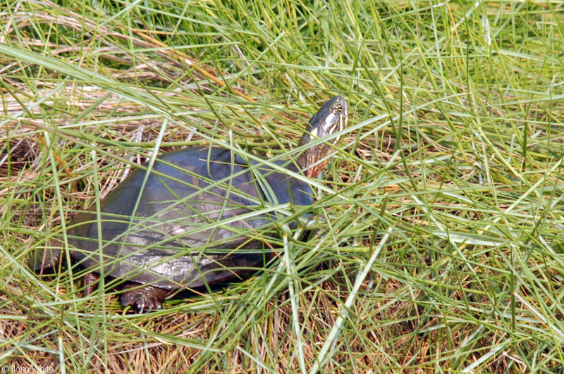 Eastern Painted Turtle (Chrysemys picta picta); DISPLAY FULL IMAGE.