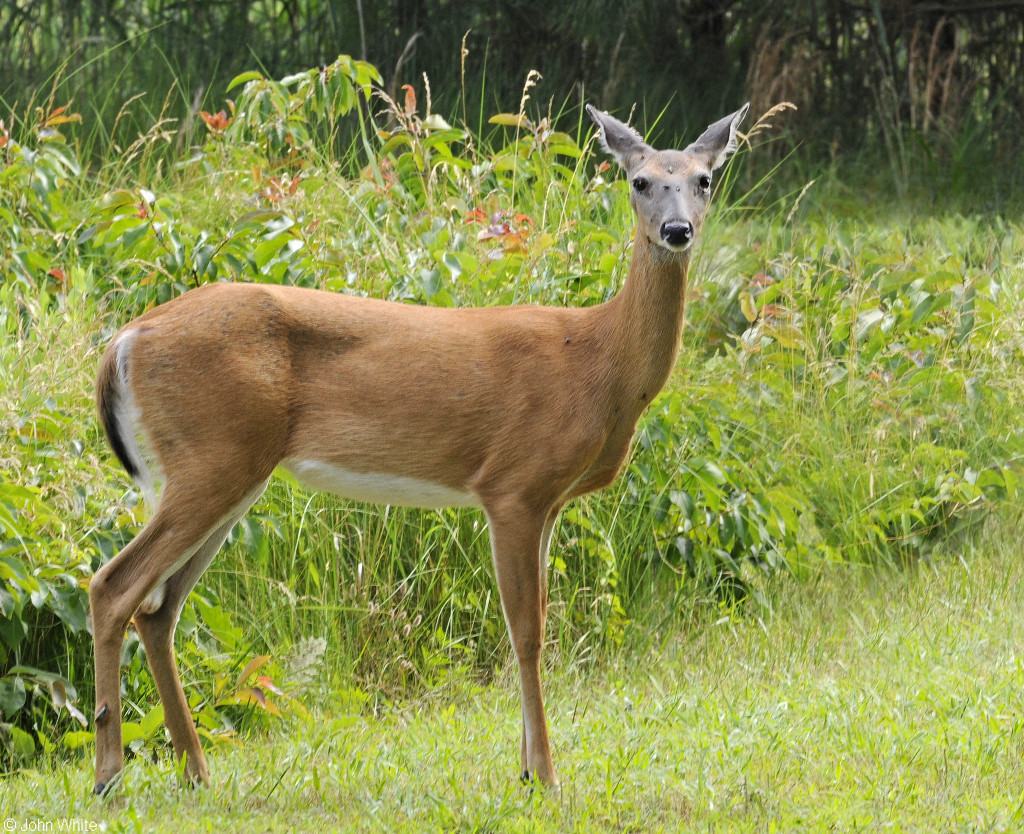 White-tailed Deer (Odocoileus virginianus); Image ONLY.