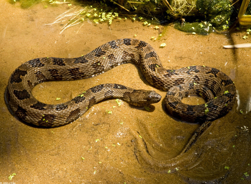 brown water snake; DISPLAY FULL IMAGE.