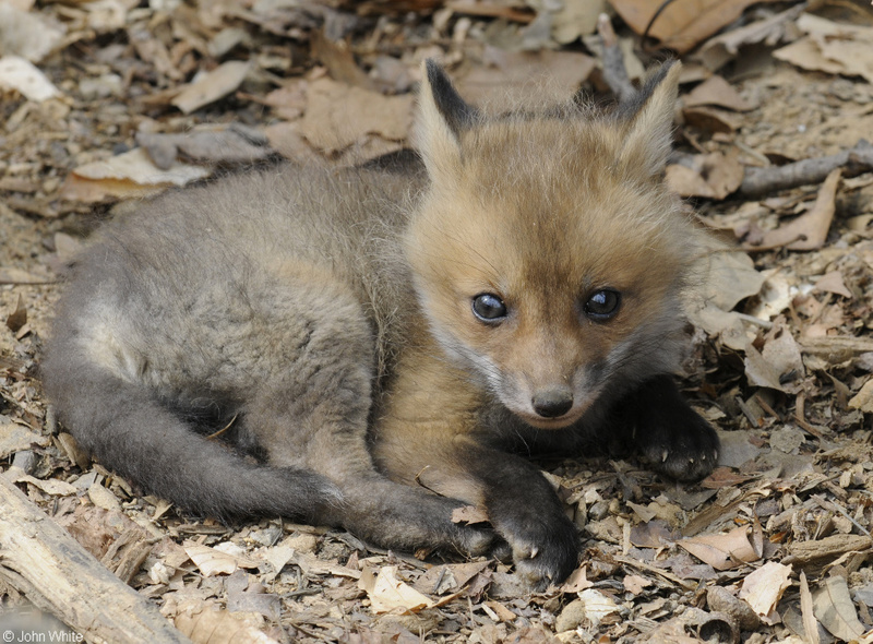 Red Fox (Vulpes vulpes); DISPLAY FULL IMAGE.