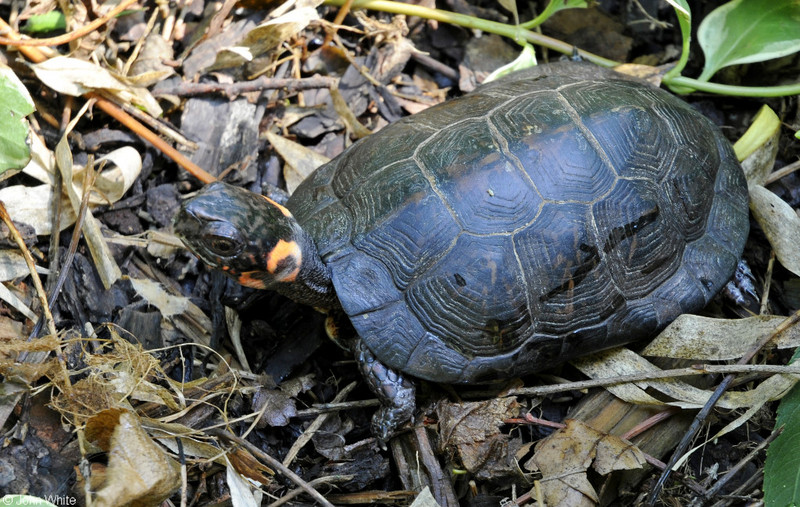 Bog Turtle (Clemmys muhlenbergii); DISPLAY FULL IMAGE.