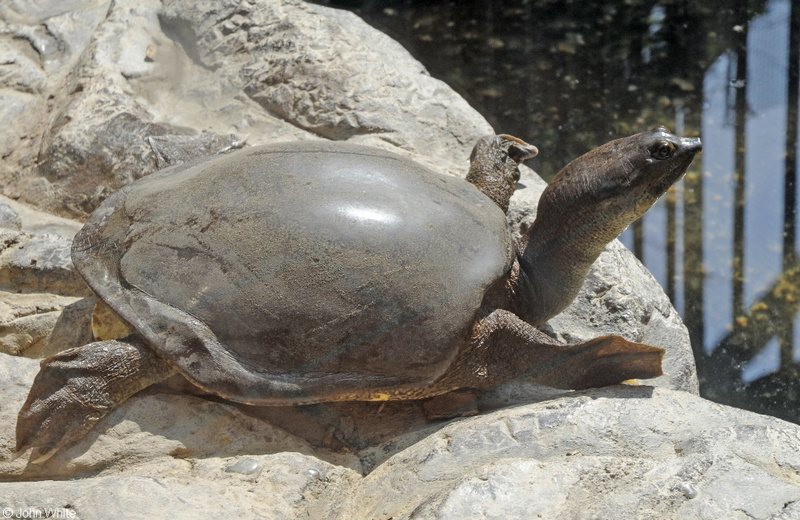 Indian flapshelled Turtle (Lissemys punctata); DISPLAY FULL IMAGE.