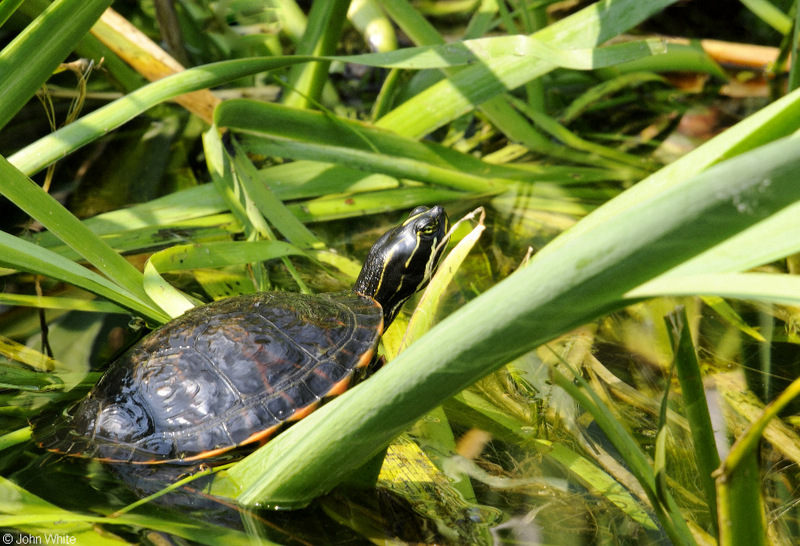 Northern Red-bellied Cooter (Pseudemys rubriventris); DISPLAY FULL IMAGE.