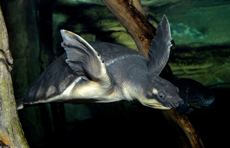 Pig-nosed Turtle (Carettochelys insculpta); DISPLAY FULL IMAGE.