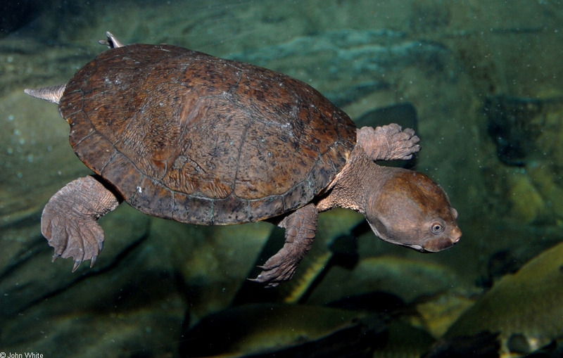 Victoria Short-necked Turtle (Emydura victoriae); DISPLAY FULL IMAGE.