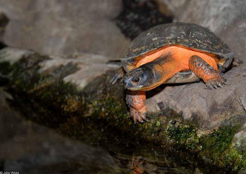 Wood Turtle (Clemmys insculpta); DISPLAY FULL IMAGE.