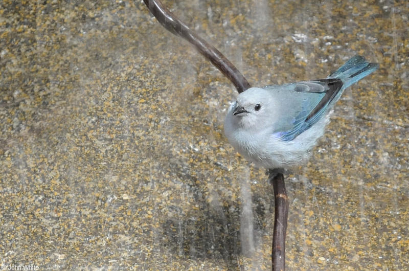 Blue-gray Tanager (Thraupis episcopus) ; DISPLAY FULL IMAGE.