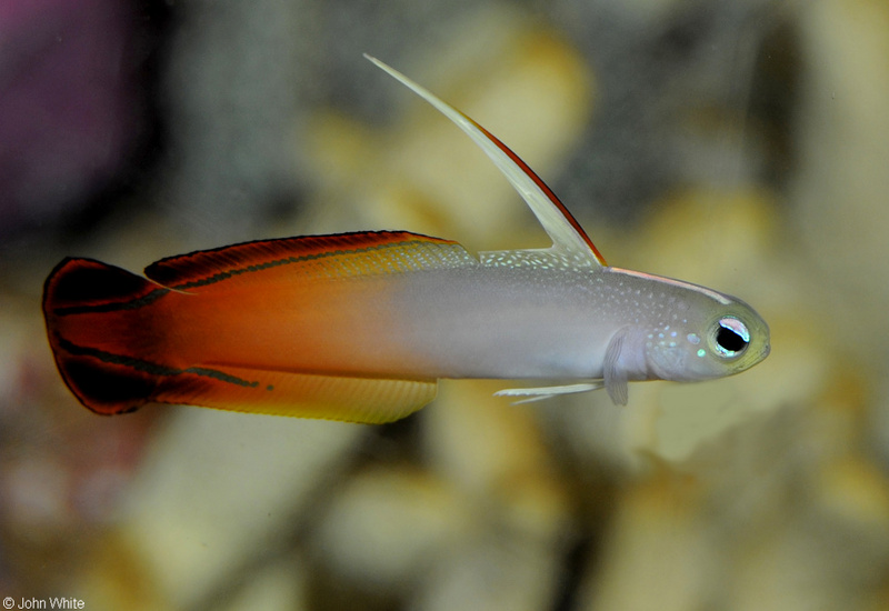 Fire Dartfish (Nemateleotris magnifica); DISPLAY FULL IMAGE.