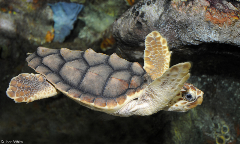 Loggerhead Sea Turtle (Caretta caretta); DISPLAY FULL IMAGE.