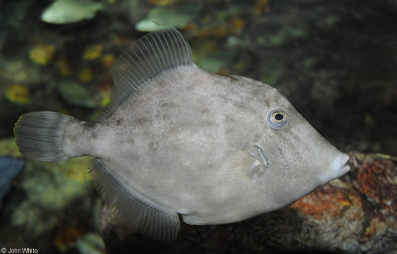 Planehead Filefish (Stephanolepis hispidus); DISPLAY FULL IMAGE.