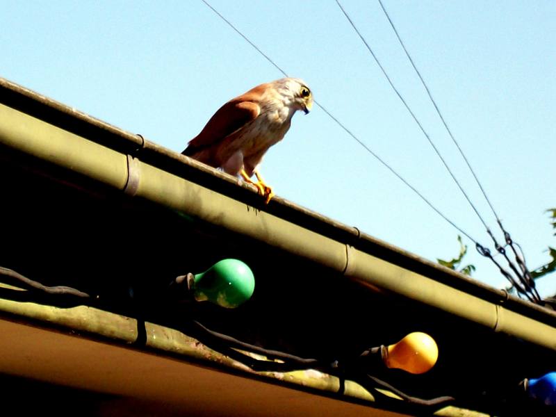 Falco Longipennis (?); DISPLAY FULL IMAGE.