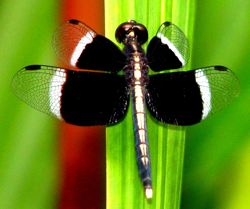 Dragonfly; DISPLAY FULL IMAGE.