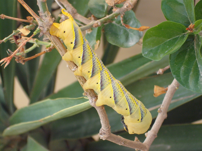 Death's-head Hawkmoth Caterpillar; DISPLAY FULL IMAGE.