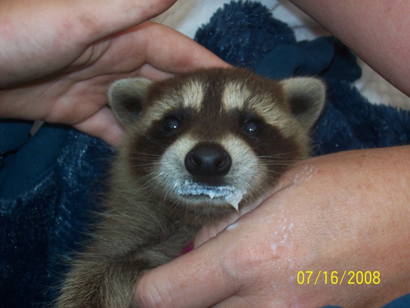 baby raccoon; DISPLAY FULL IMAGE.