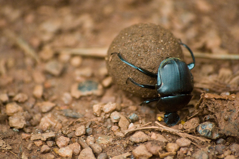Dung beetle ; DISPLAY FULL IMAGE.