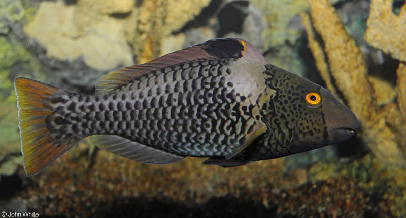Bicolor Parrotfish (Cetoscarus bicolor); DISPLAY FULL IMAGE.