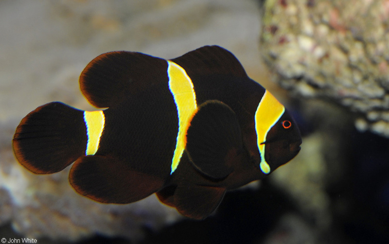 Maroon Clownfish (Premnas biaculeatus); DISPLAY FULL IMAGE.