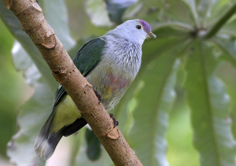 Cook Islands Fruit Dove; DISPLAY FULL IMAGE.