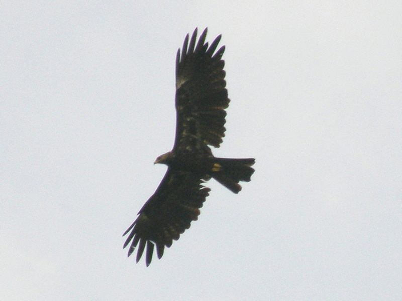Black Eagle; DISPLAY FULL IMAGE.