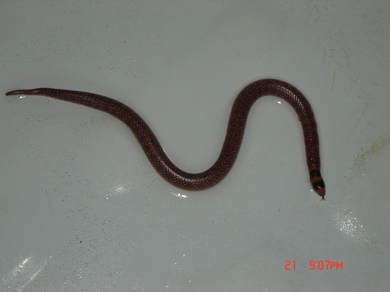 I dont know what kind of snake this is; DISPLAY FULL IMAGE.