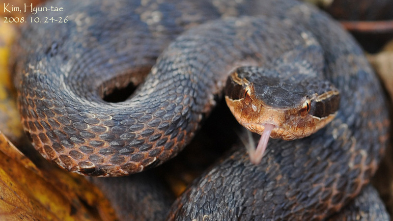 Gloydius ussuriensis 쇠살모사 Red-tongue Pit-Viper; DISPLAY FULL IMAGE.