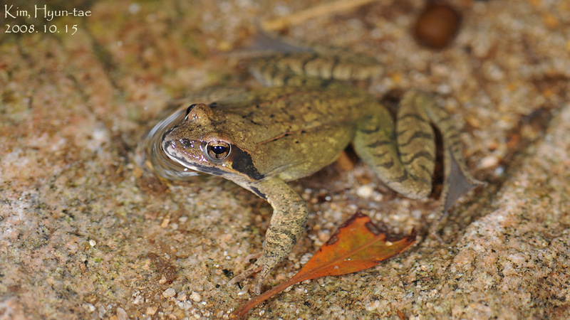 Rana dybowskii  산개구리(북방산개구리) Dybowski's Brown Frog; DISPLAY FULL IMAGE.