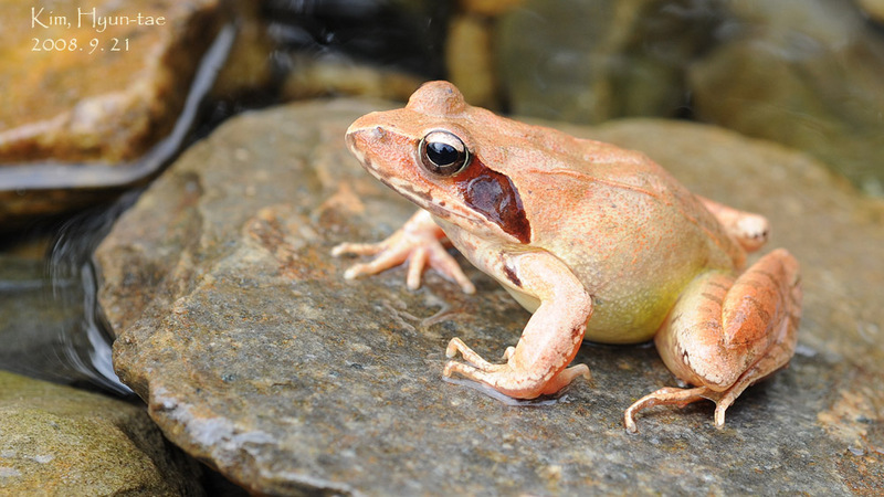 Rana dybowskii  산개구리(북방산개구리) Dybowski's Brown Frog; DISPLAY FULL IMAGE.