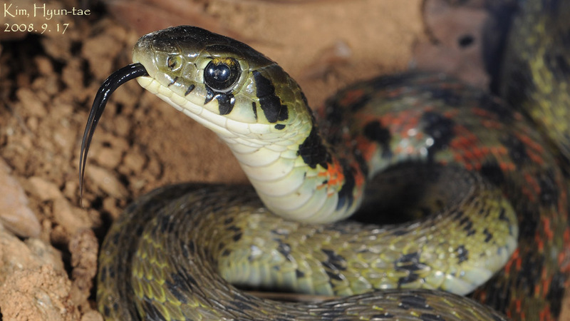 Rhabdophis tigrinus 유혈목이(tigrinus 아종) Tiger Keelback Snake; DISPLAY FULL IMAGE.