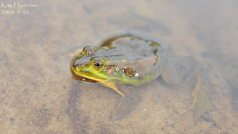 Pelophylax chosenicus (Rana plandyi chosenica) 금개구리 Korean Golden Frog; DISPLAY FULL IMAGE.