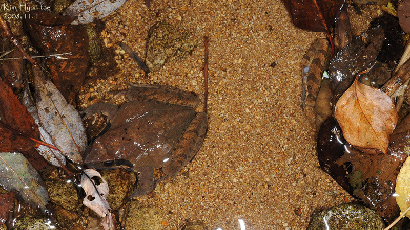 Rana dybowskii  산개구리(북방산개구리) Dybowski's Brown Frog female; DISPLAY FULL IMAGE.