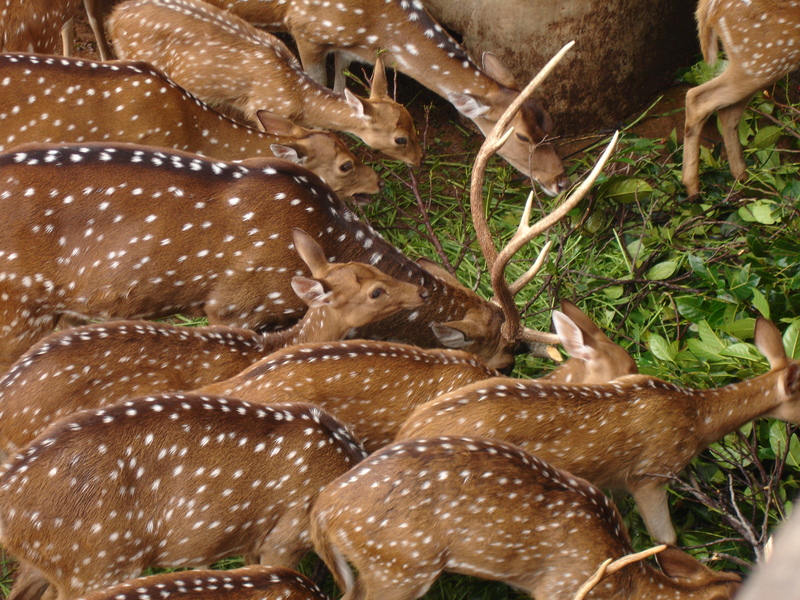 Spotted deers in Srilanka; DISPLAY FULL IMAGE.