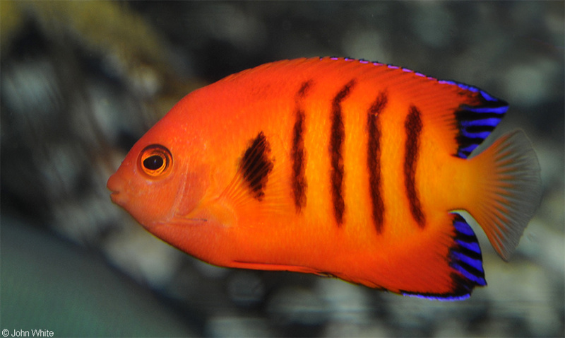 Flame Angelfish (Centropyge aurantius)09; DISPLAY FULL IMAGE.