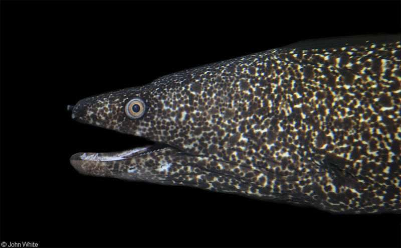 Spotted Moray Eel (Gymnothorax moringa); DISPLAY FULL IMAGE.