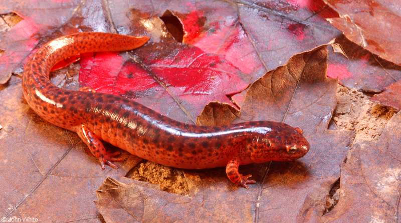 Northern Red Salamander (Pseudotriton ruber ruber); DISPLAY FULL IMAGE.