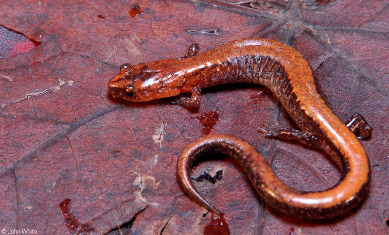 Red-backed Salamander (Plethodon cinereus); DISPLAY FULL IMAGE.
