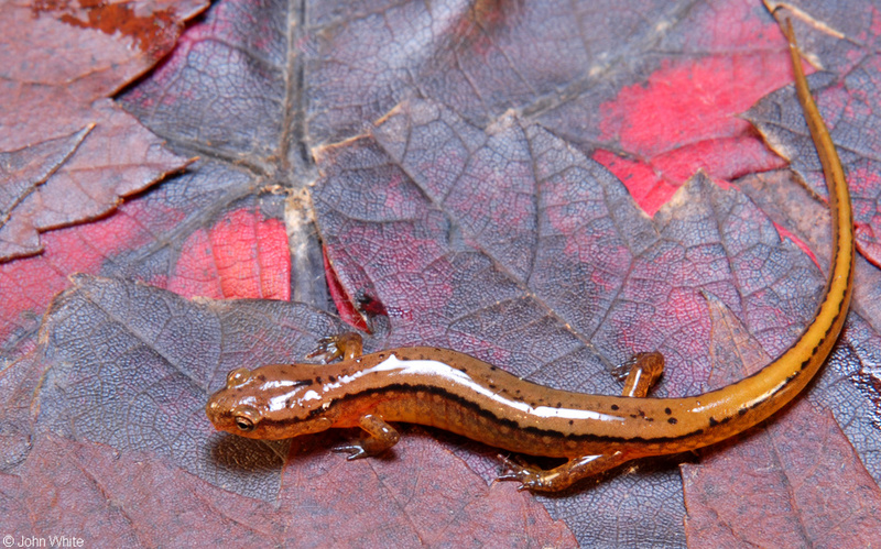 Northern Two-lined Salamander (Eurycea bislineata); DISPLAY FULL IMAGE.