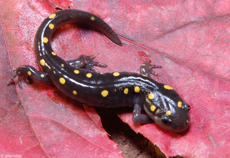 spotted salamander 4000; DISPLAY FULL IMAGE.