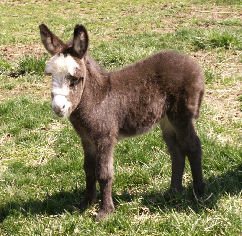 Miniature Donkey; DISPLAY FULL IMAGE.