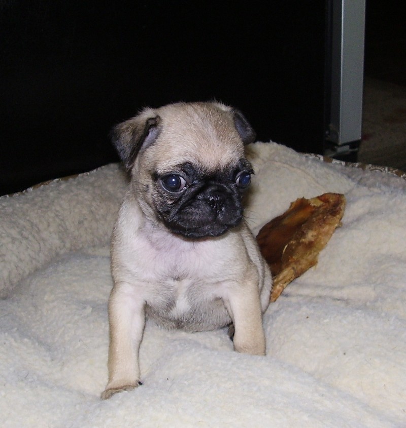 Fawn Pug Puppy (Abby); DISPLAY FULL IMAGE.